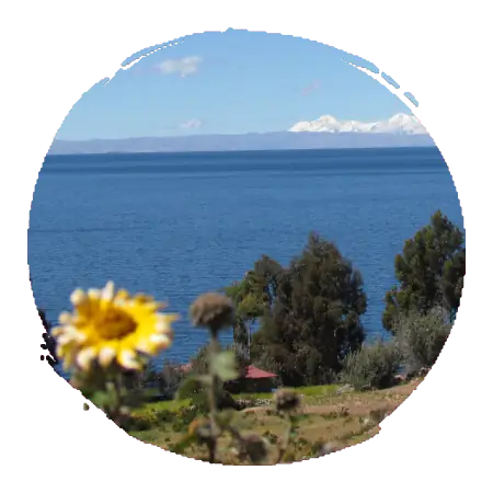 paysage de la mer avec en premier plan une petite fleur jaune, un champs vert et des arbres