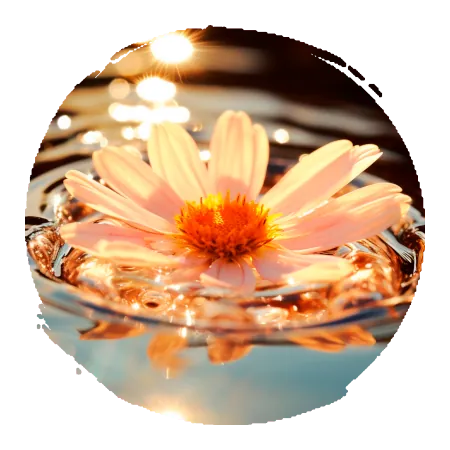 fleur d'échinaceae posée sur l'eau dasn un rayon de soleil couchant